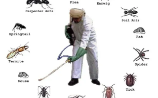 Sustainable Pest Control Practices: Investing in the Future