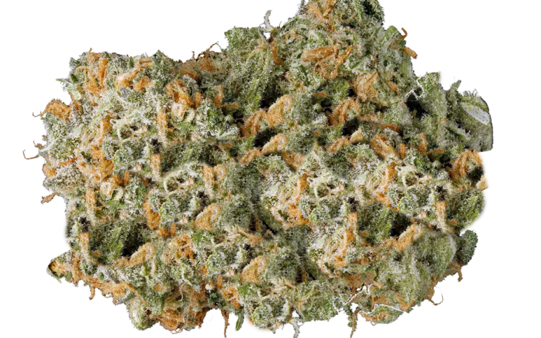 Embark on Excellence: Exploring Top-Rated THCA Flower Picks