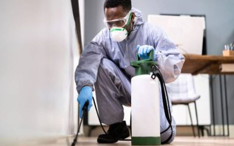 Sydney Pest Control: The Importance of Proper Cleaning Practices in Pest Prevention